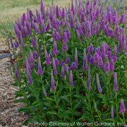 Veronica Very Van Gogh Spiked Speedwell