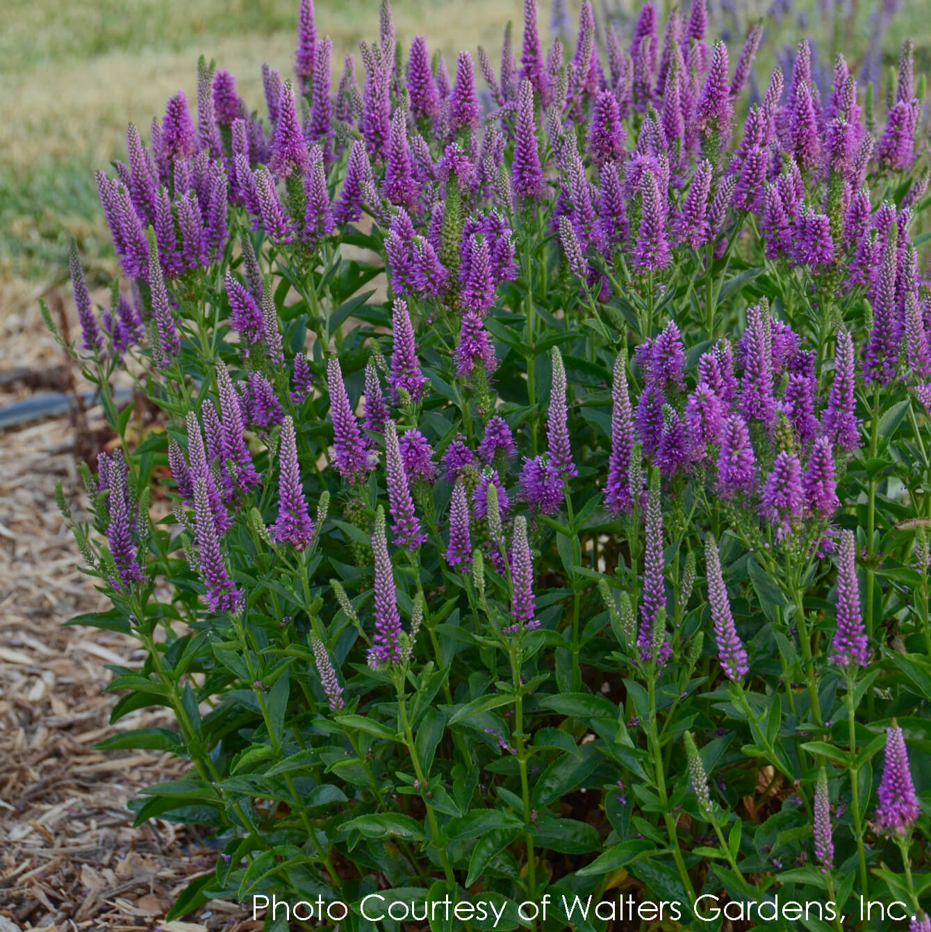 Veronica Very Van Gogh Spiked Speedwell