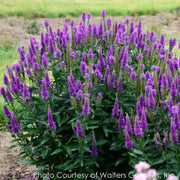 Veronica Very Van Gogh Spiked Speedwell