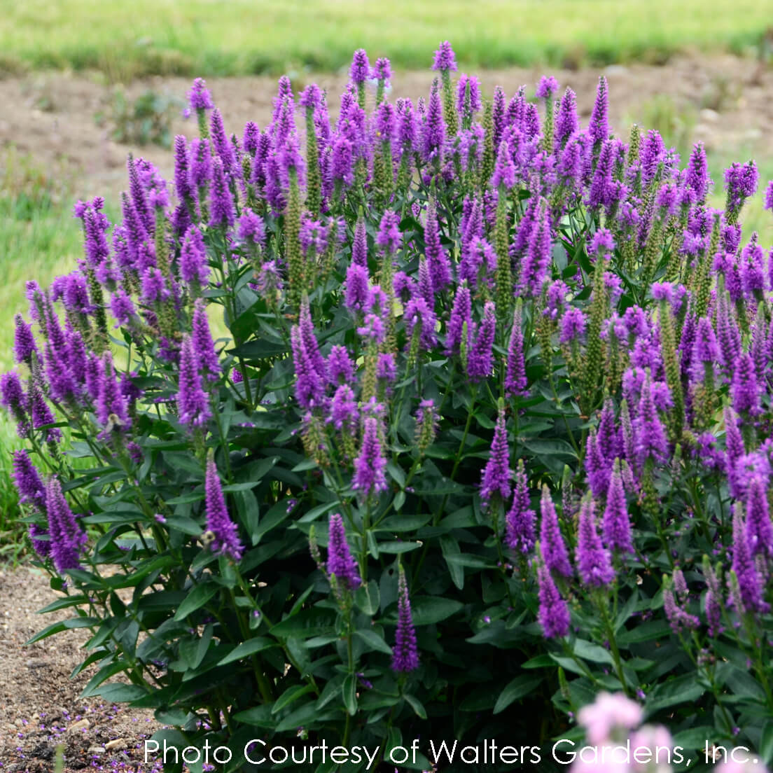 Veronica Very Van Gogh Spiked Speedwell