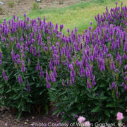 Veronica Very Van Gogh Spiked Speedwell