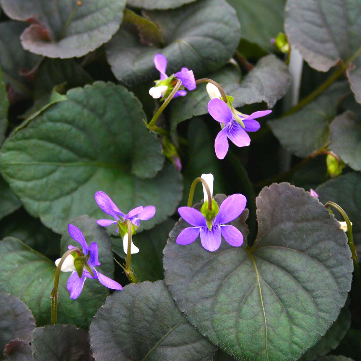 Viola labradorica Labrador Violet