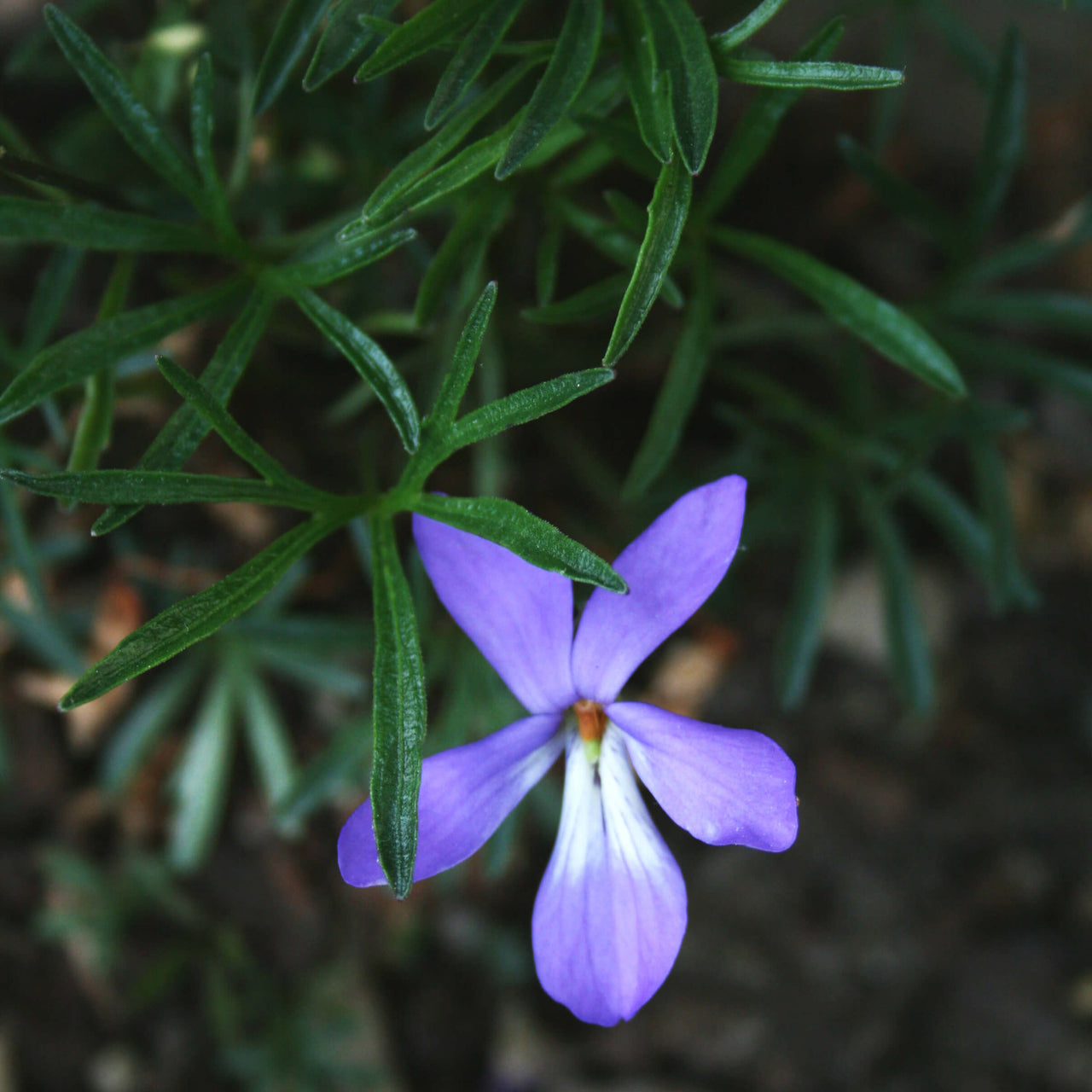 Viola pedata Bird's Foot Violet for sale