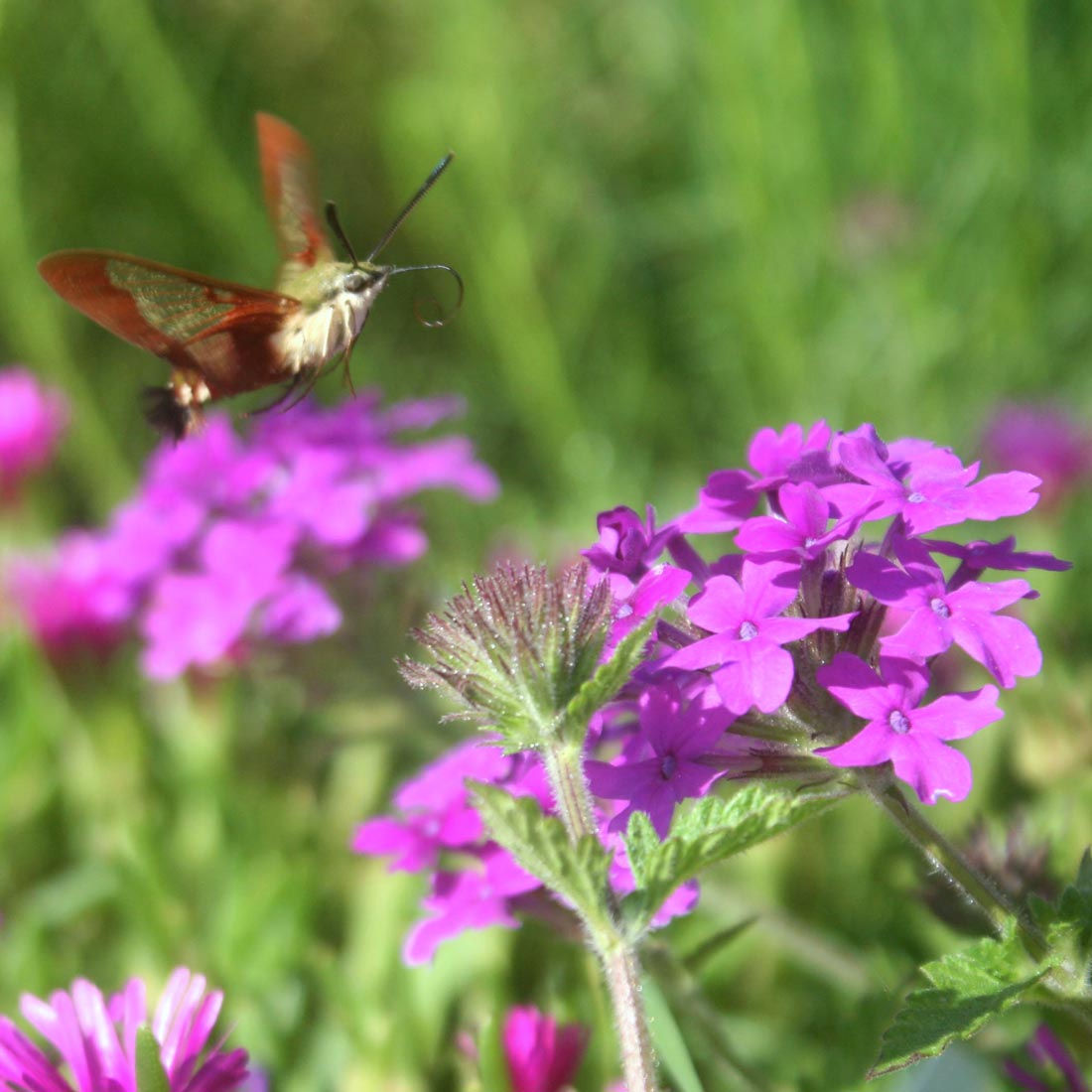 Verbena canadensis 'Homestead Purple' Vervain