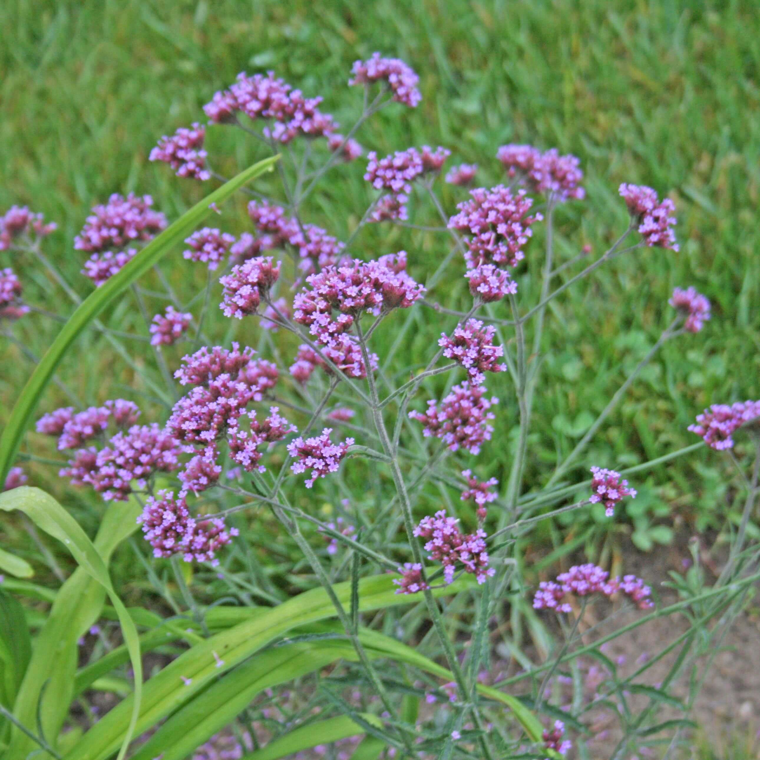Verbena Lollipop Brazilian Vervain for Sale | Rare Roots
