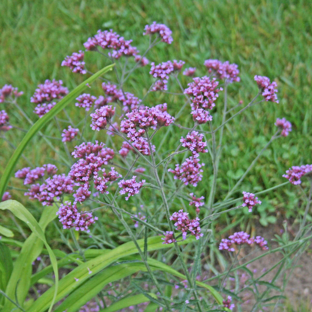 Verbena bonariensis 'Lollipop' Brazilian Vervain