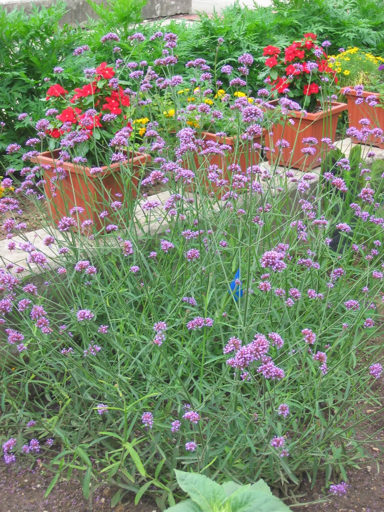 Verbena bonariensis 'Lollipop' Brazilian Vervain