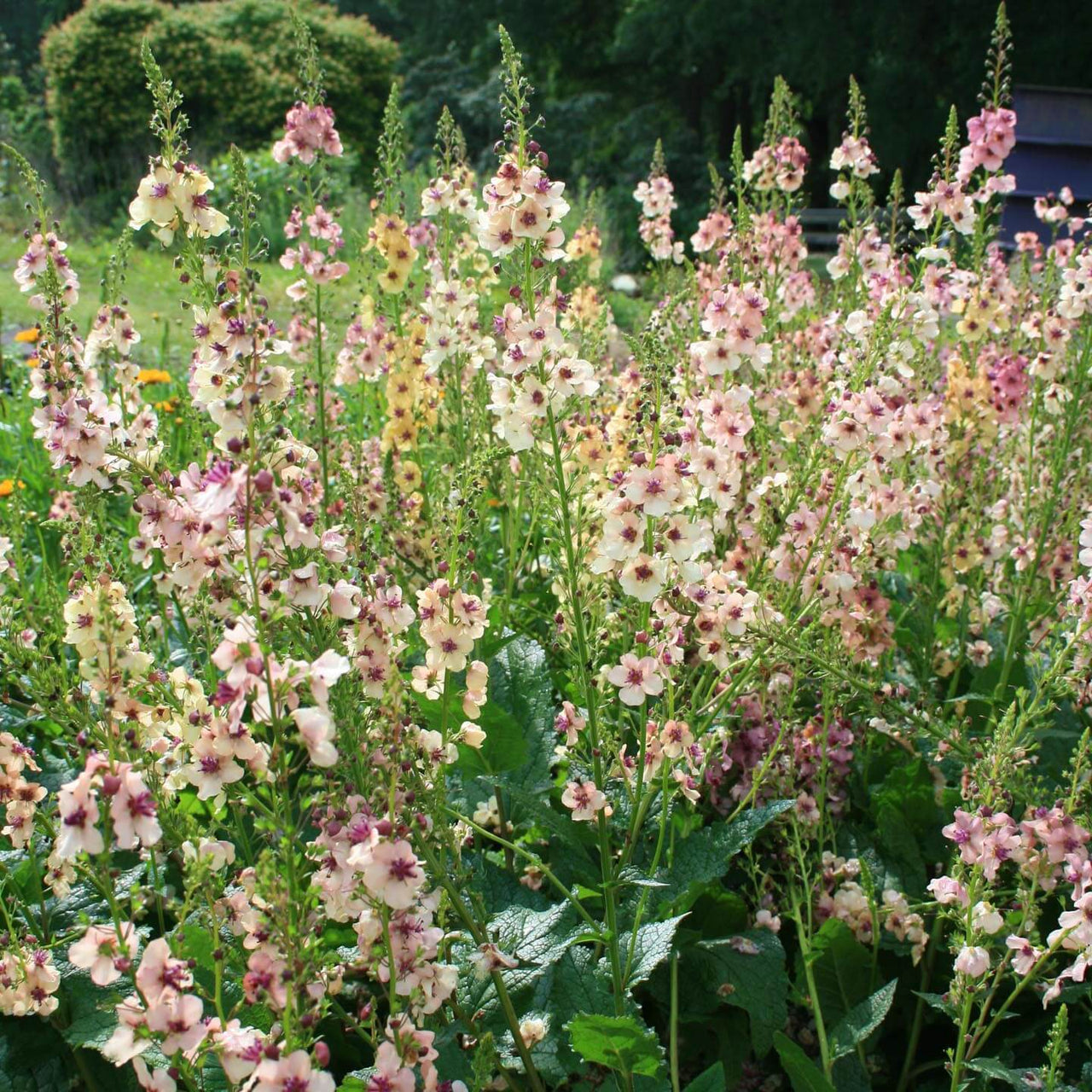 Verbascum 'Southern Charm' Mullien