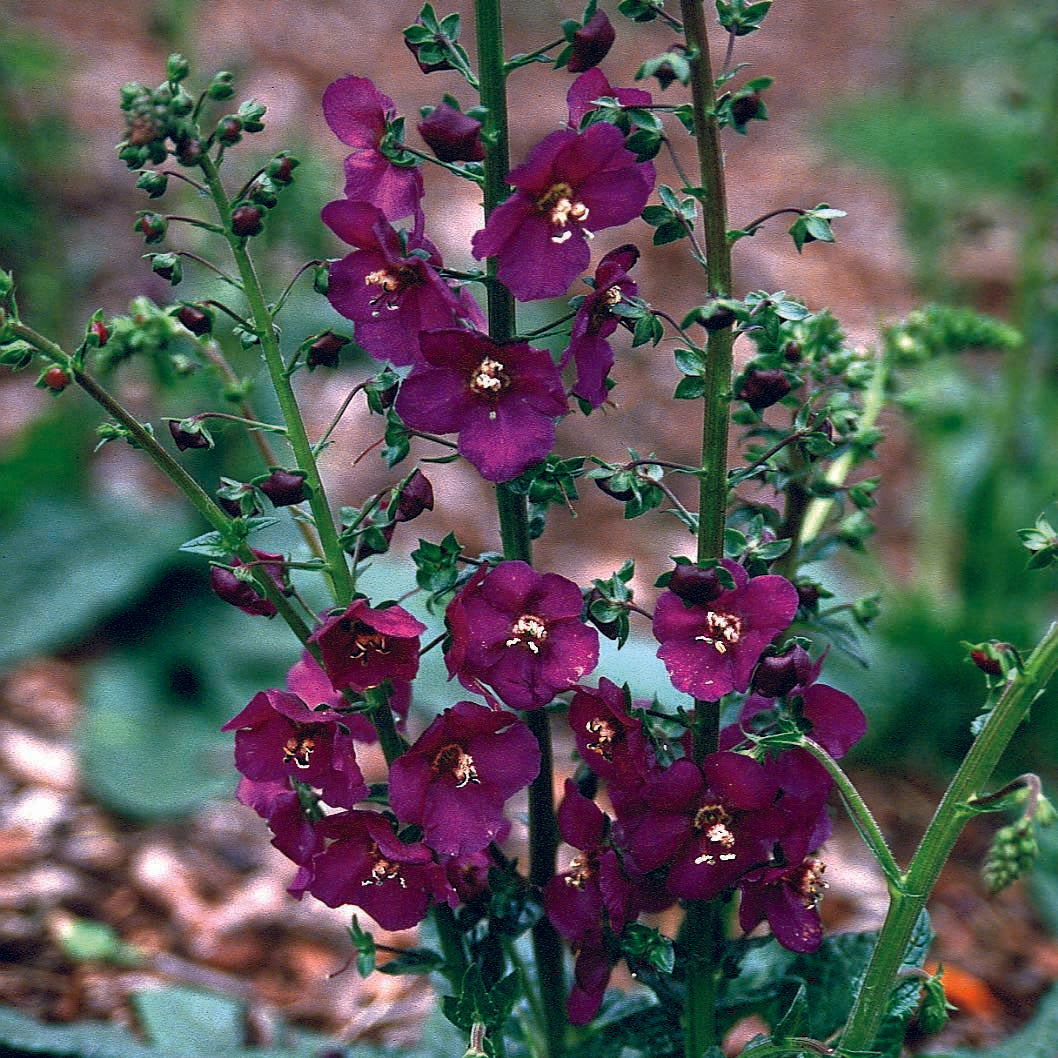 Verbascum Violetta