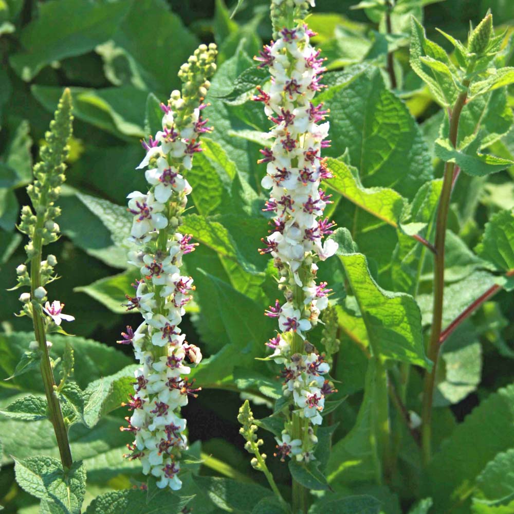 Verbascum 'Wedding Candles' Mullein