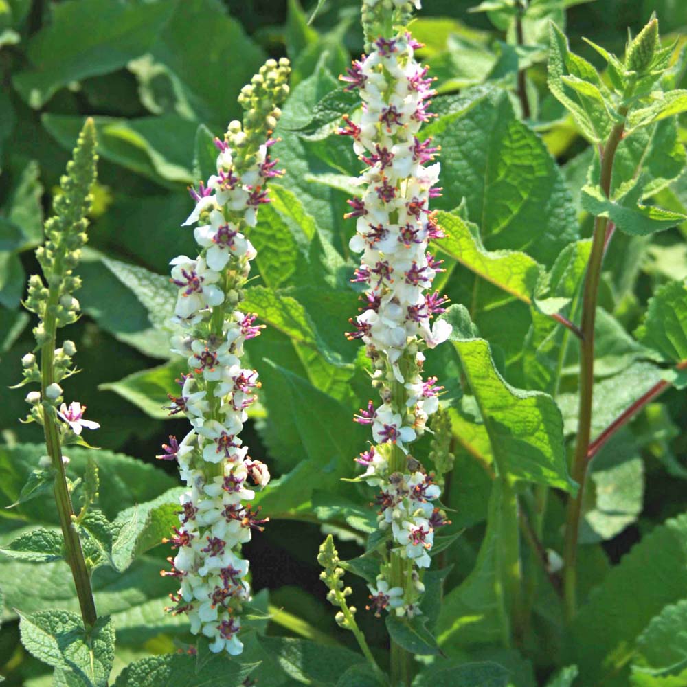 Verbascum Wedding Candles