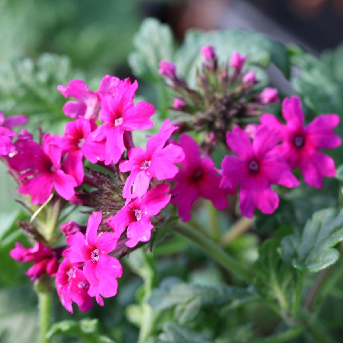 Verbena canadensis Homestead Hot Pink Vervain