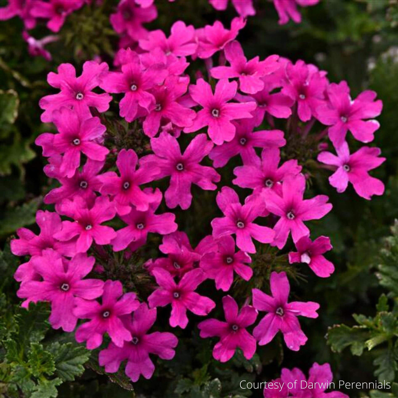 Verbena canadensis Homestead Hot Pink Vervain