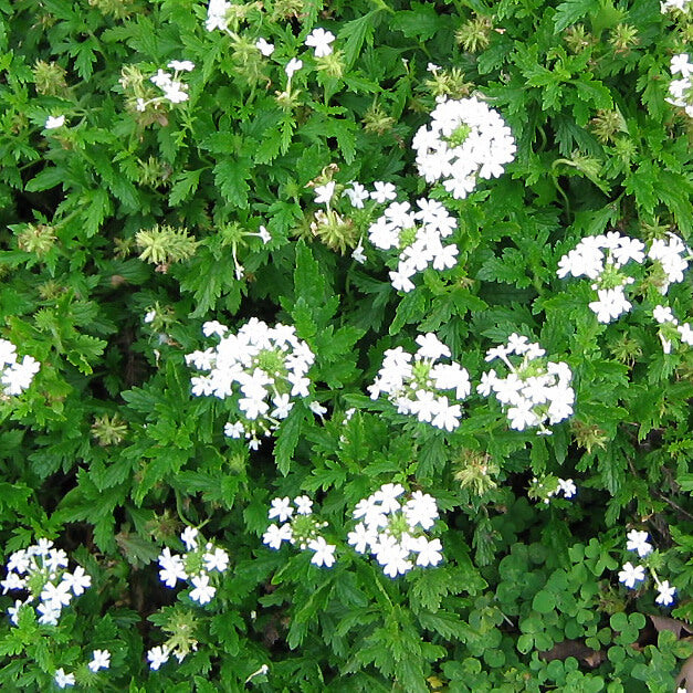 Verbena 'Snow Flurry' Vervain