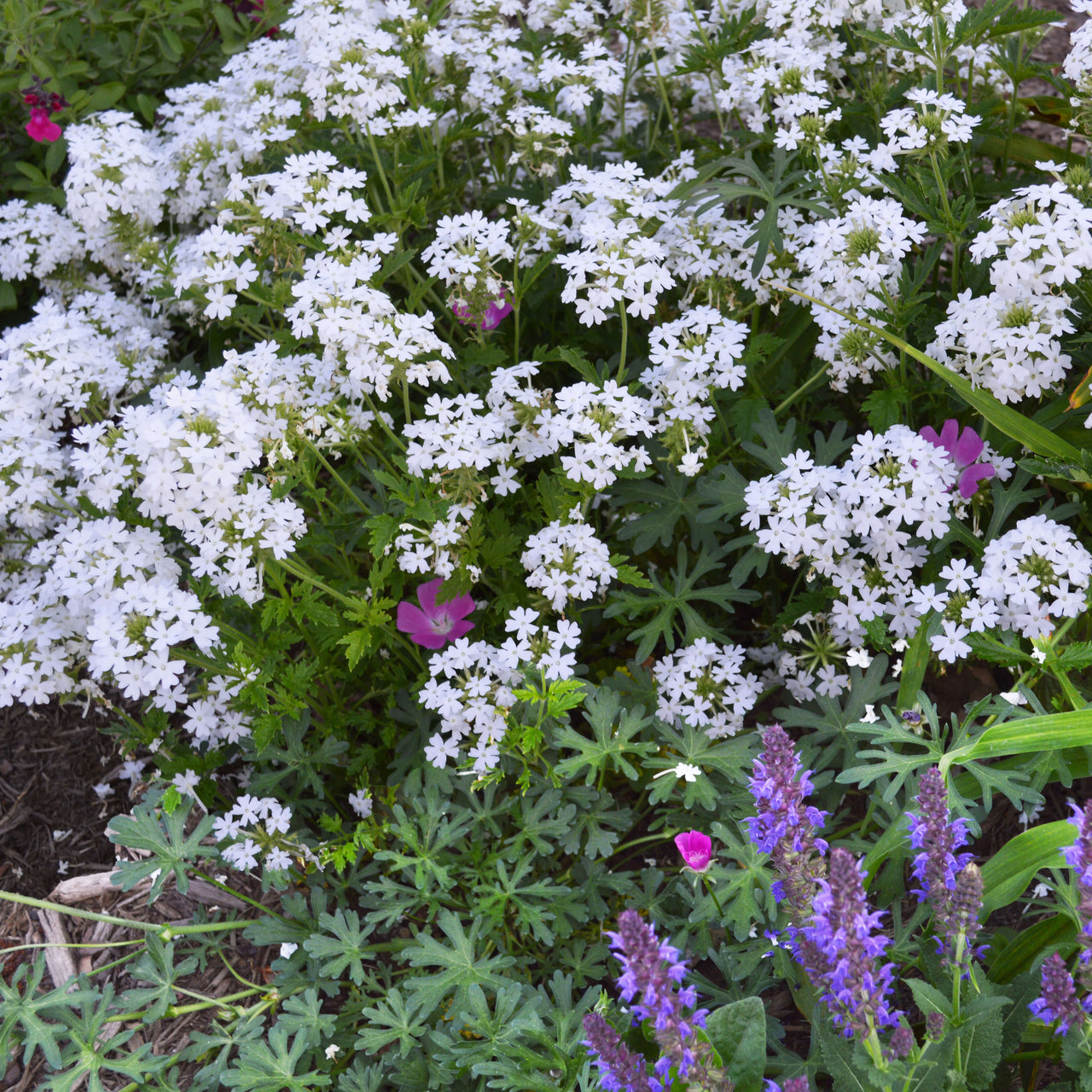 Verbena 'Snow Flurry' Vervain