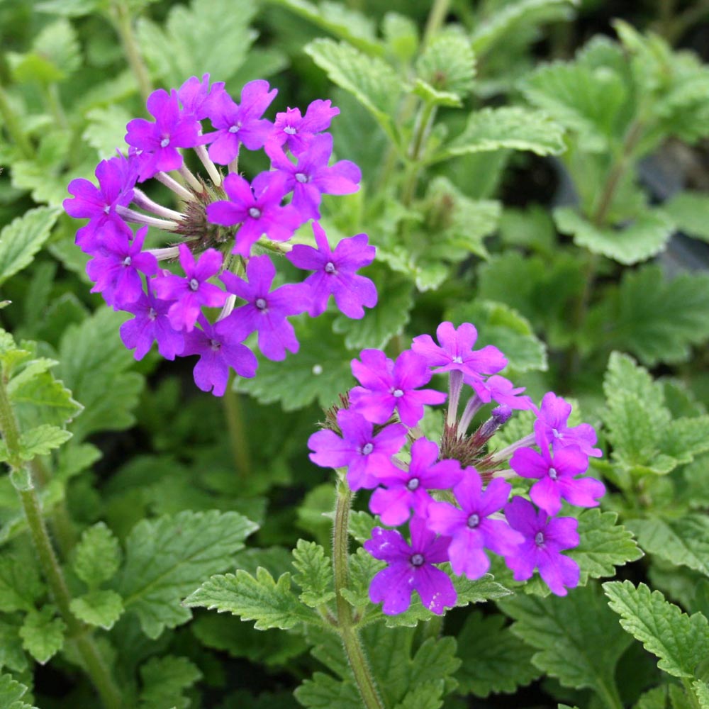 Verbena canadensis 'Homestead Purple' Vervain