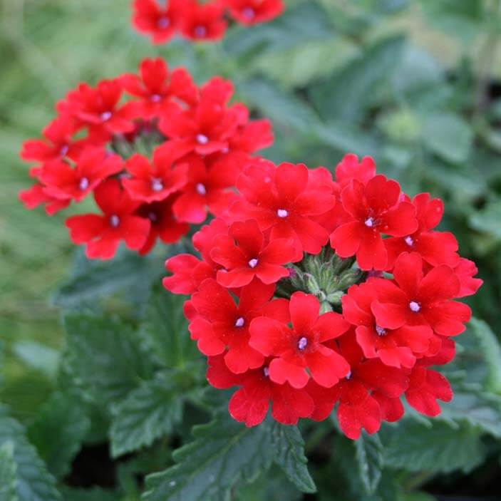 Verbena canadensis 'Homestead Red' Vervain