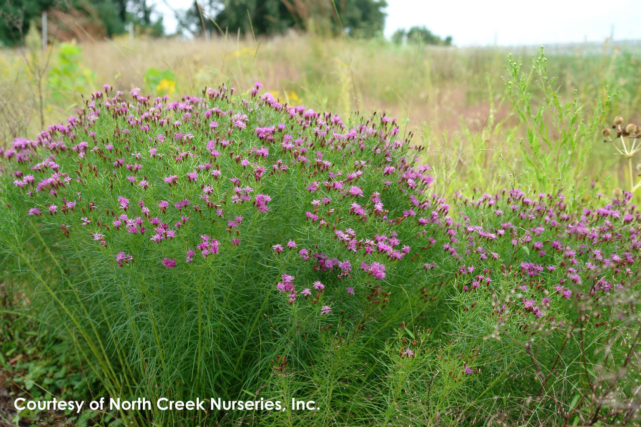 Vernonia lettermannii Iron Butterfly Ironweed for sale