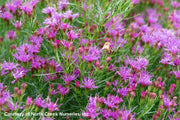 Vernonia lettermannii Iron Butterfly Ironweed for sale