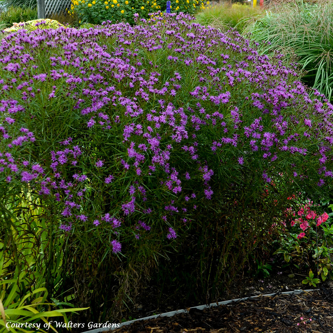 Vernonia 'Southern Cross' Ironweed