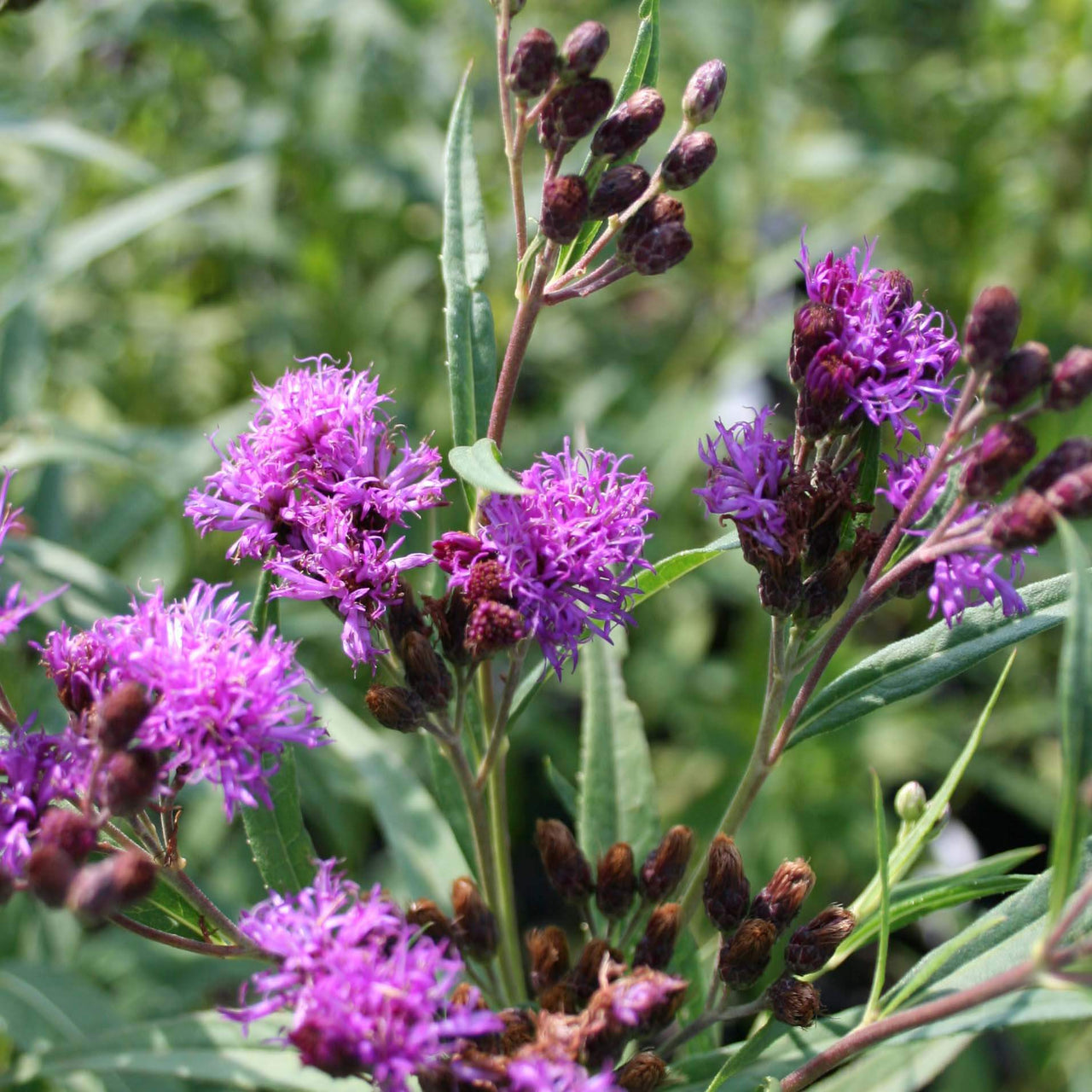 Vernonia fasciculata Prairie Ironweed