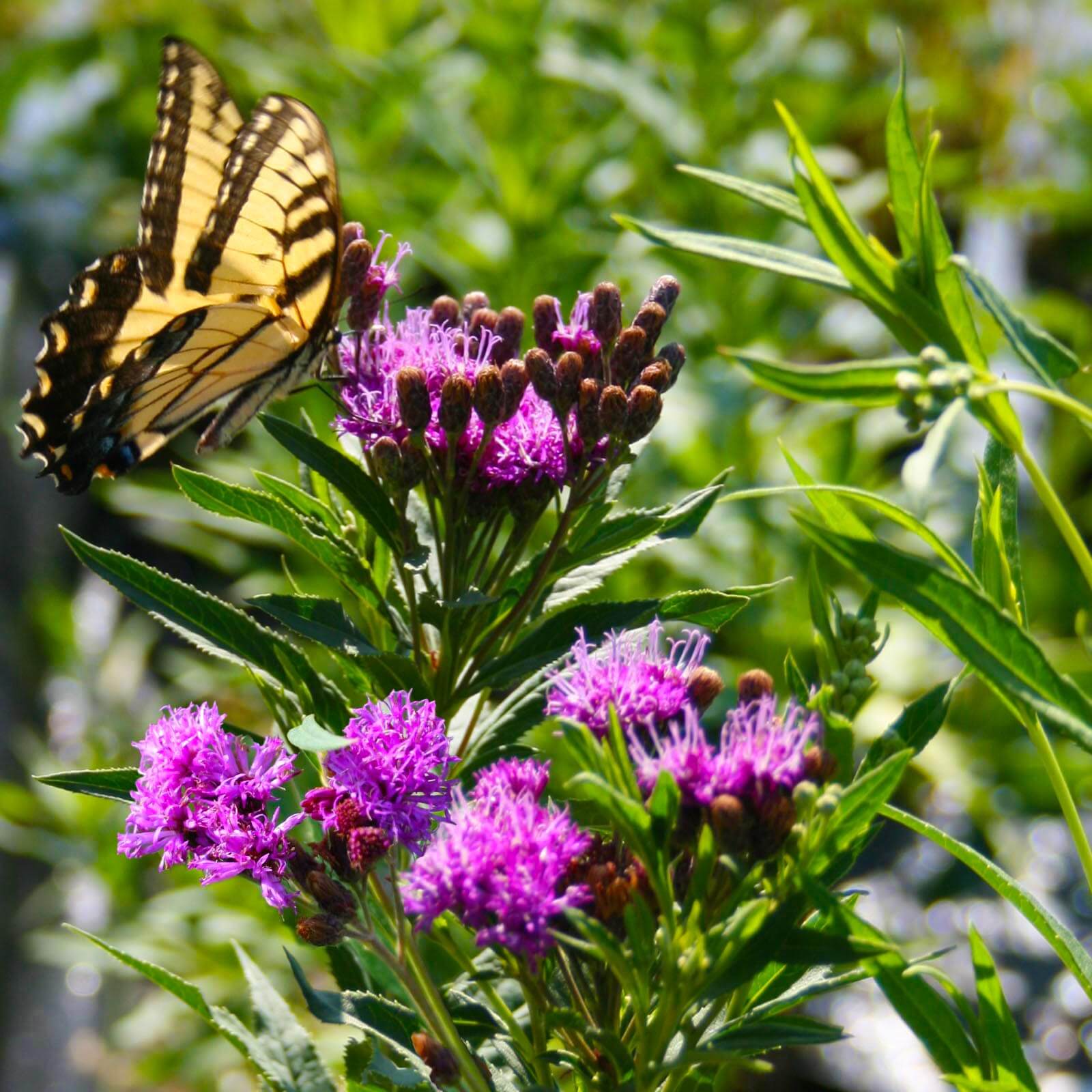 Vernonia fasciculata Prairie Ironweed for sale | Rare Roots