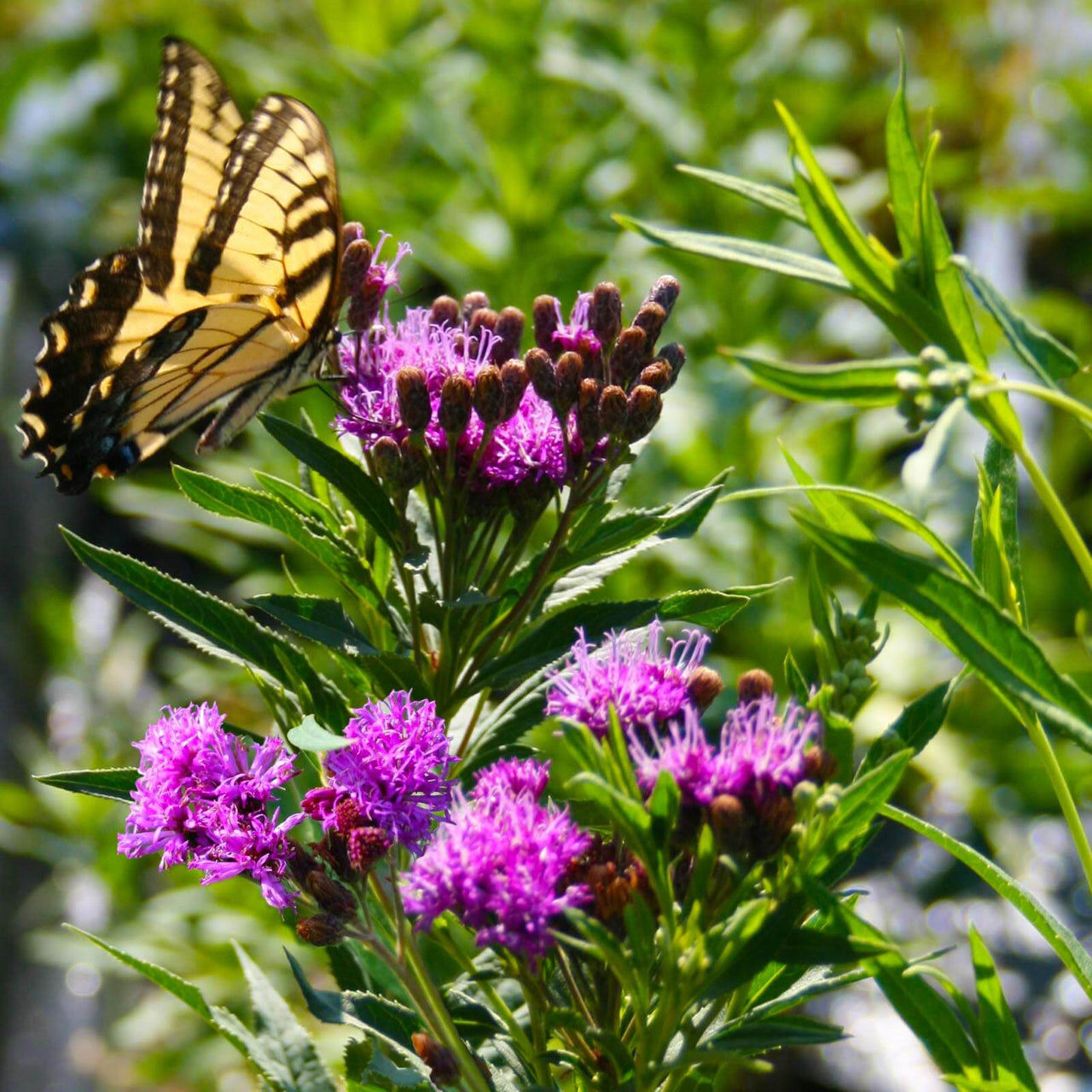 Vernonia fasciculata Prairie Ironweed