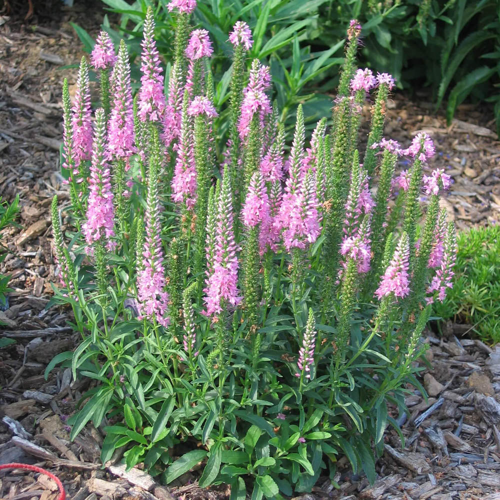 Veronica 'Giles Van Hees' Speedwell