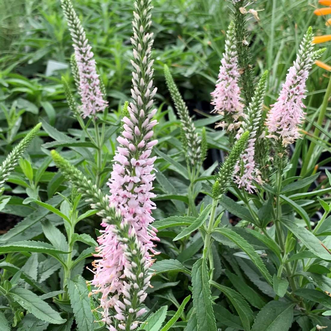 Veronica 'Moody Blues Pink' Speedwell