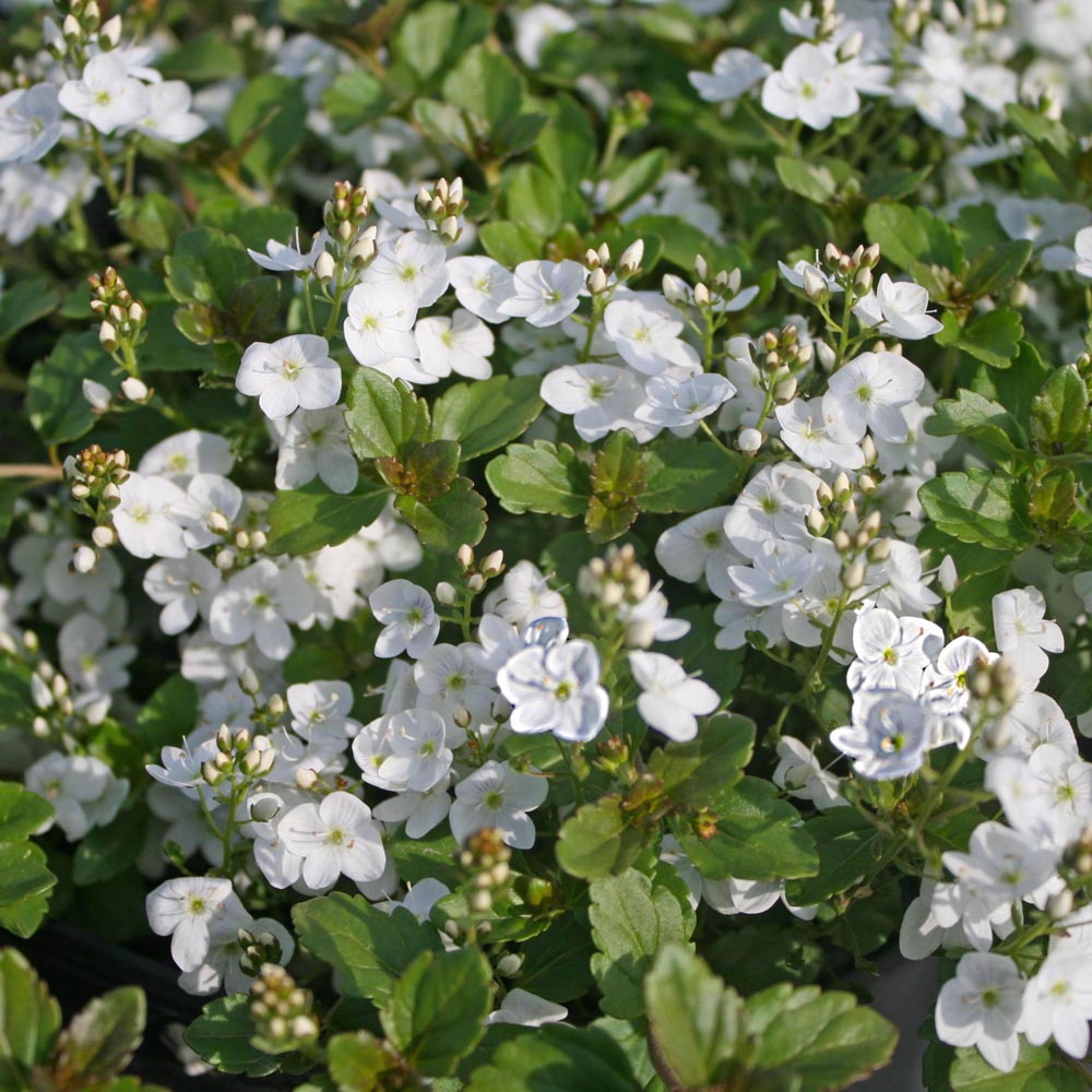 Veronica peduncularis 'Whitewater' Speedwell