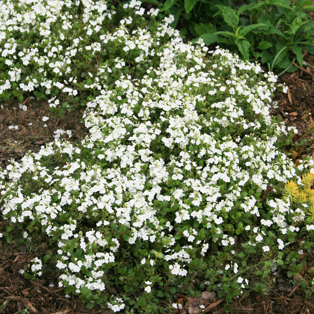 Veronica peduncularis 'Whitewater' Speedwell