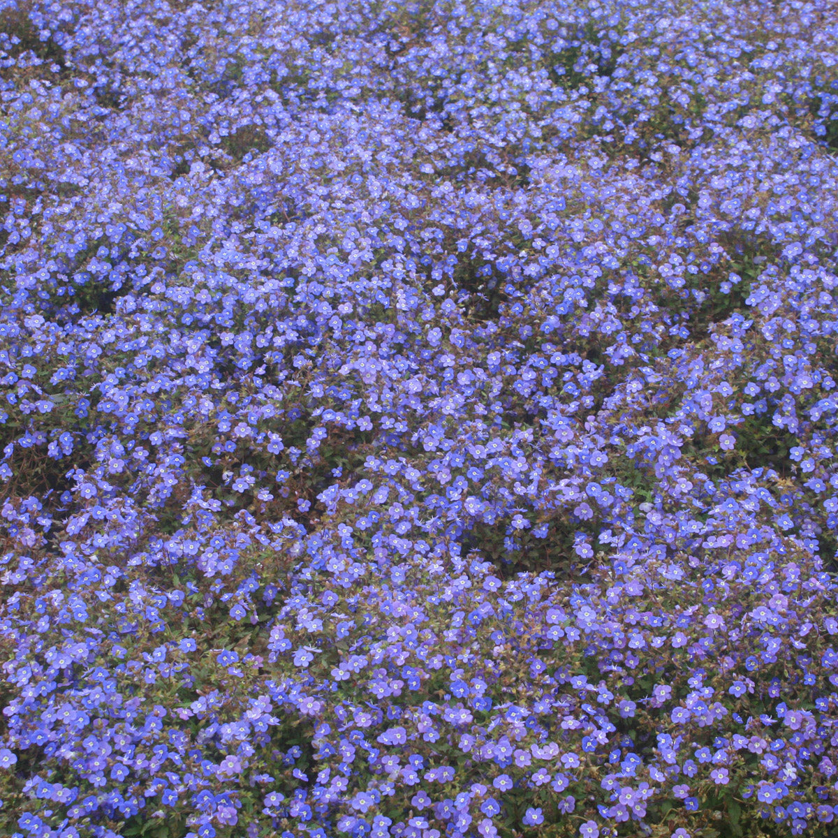 Veronica peduncularis 'Georgia Blue' Creeping Speedwell