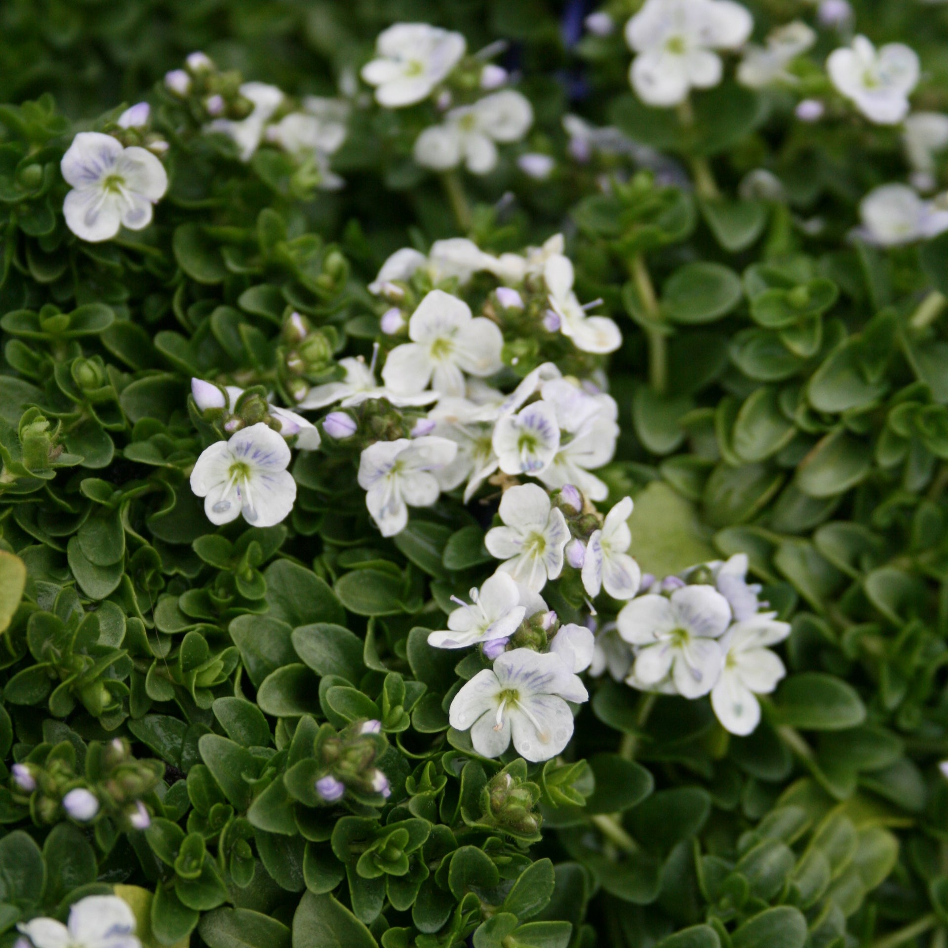 Veronica repens Creeping Speedwell for sale