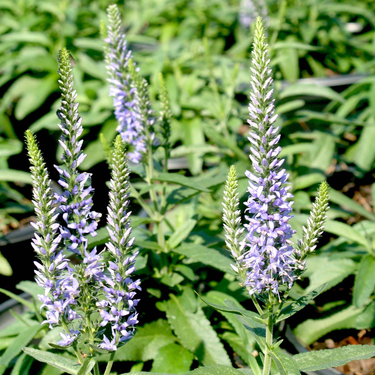 Veronica spicata 'Moody Blues Sky Blue' Speedwell