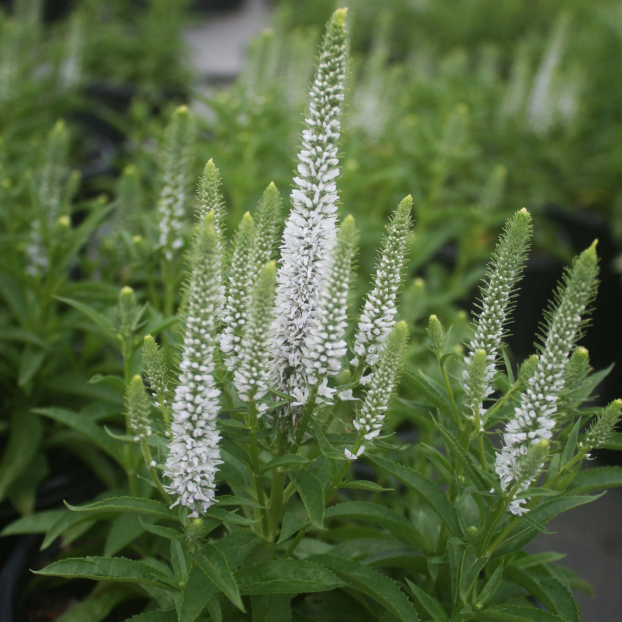 Veronica spicata 'Snow Candles' Speedwell