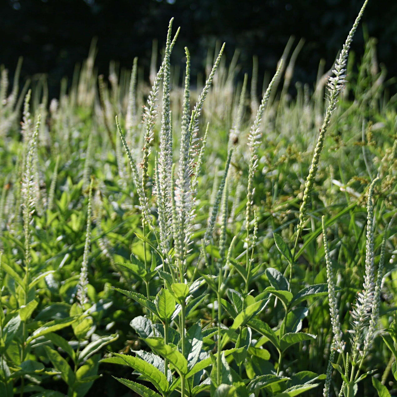 Veronicastrum virginicum Culver's Root