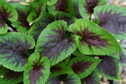 Viola x koreana Heartthrob Violet for sale