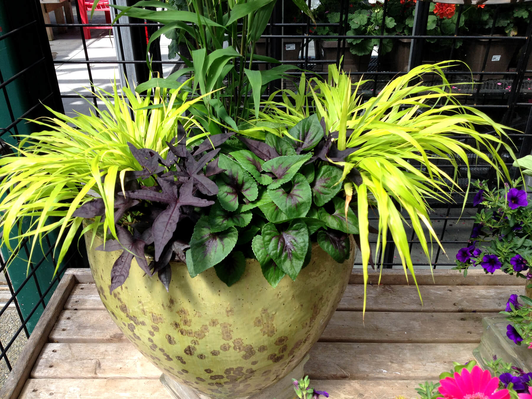 Viola x koreana Heartthrob Violet for sale