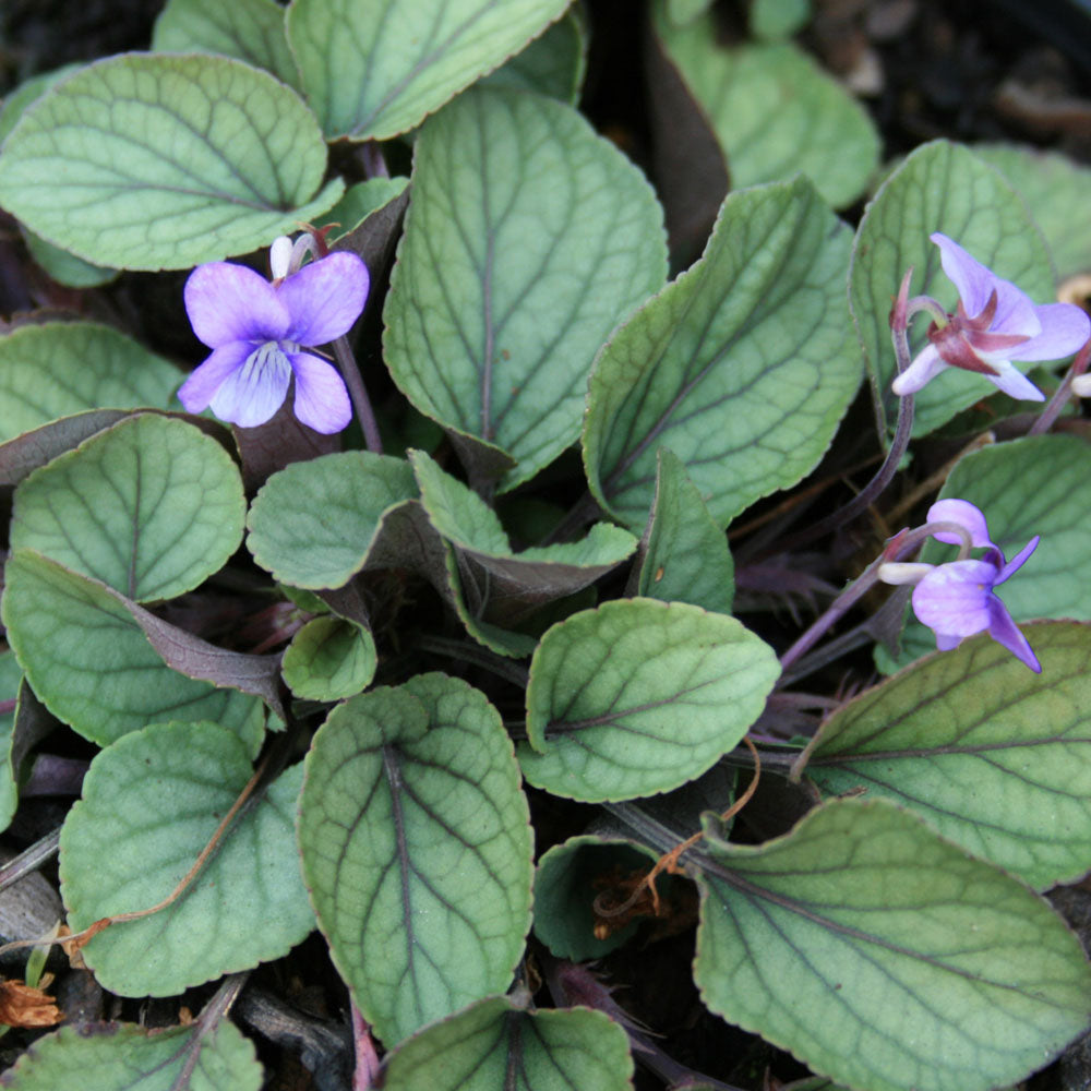 Viola walteri 'Silver Gem' Violet