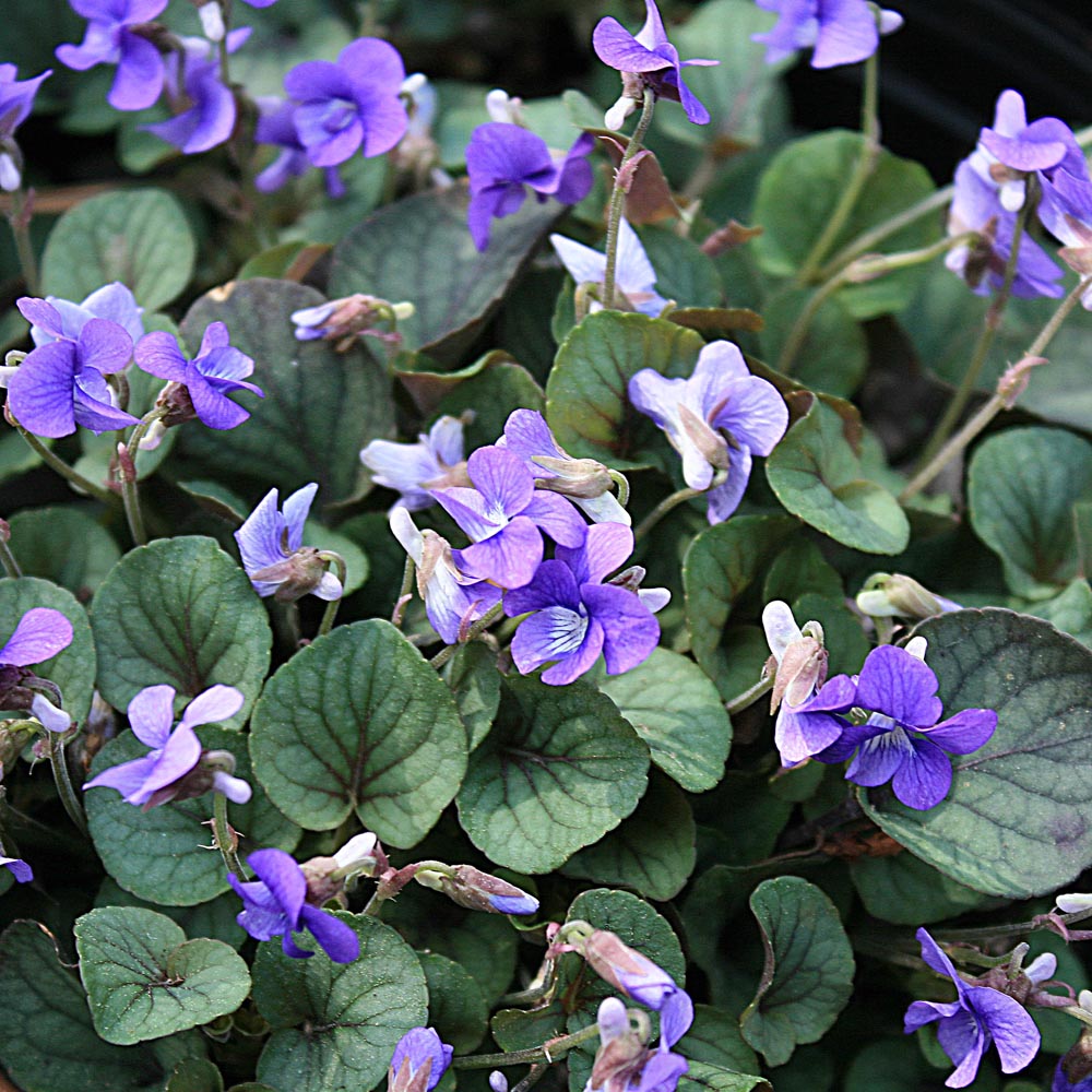 Viola walteri 'Silver Gem' Violet