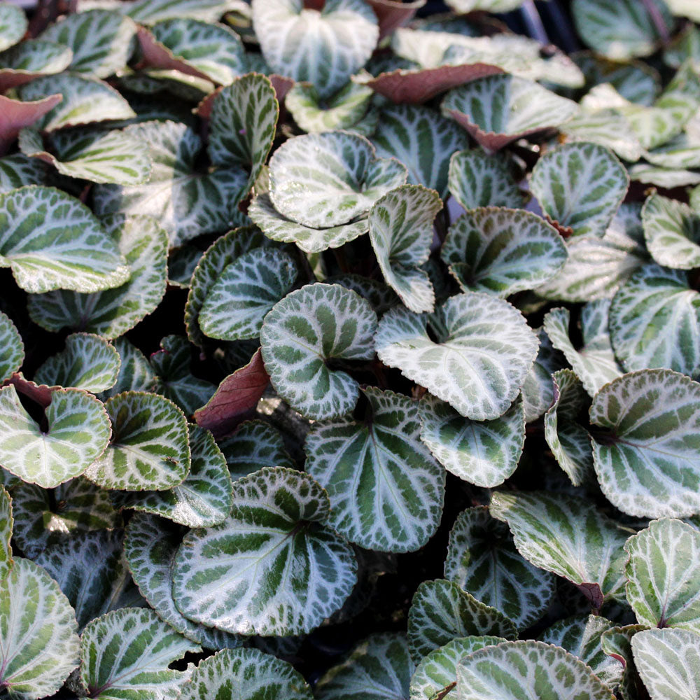 Viola koreana 'Styletta' Korean Violet