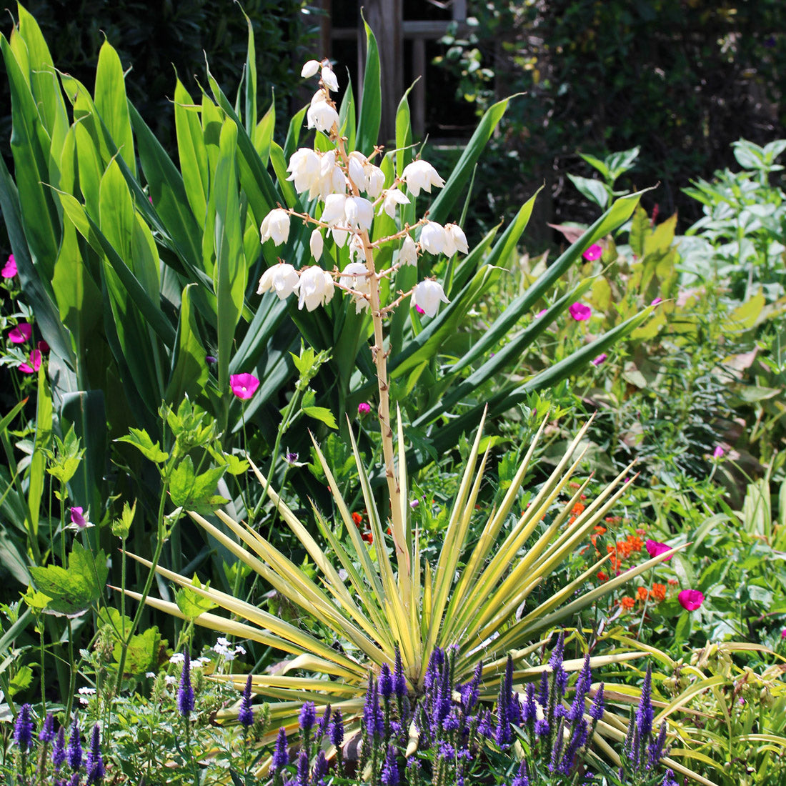 Yucca filamentosa 'Color Guard' Adam's Needle