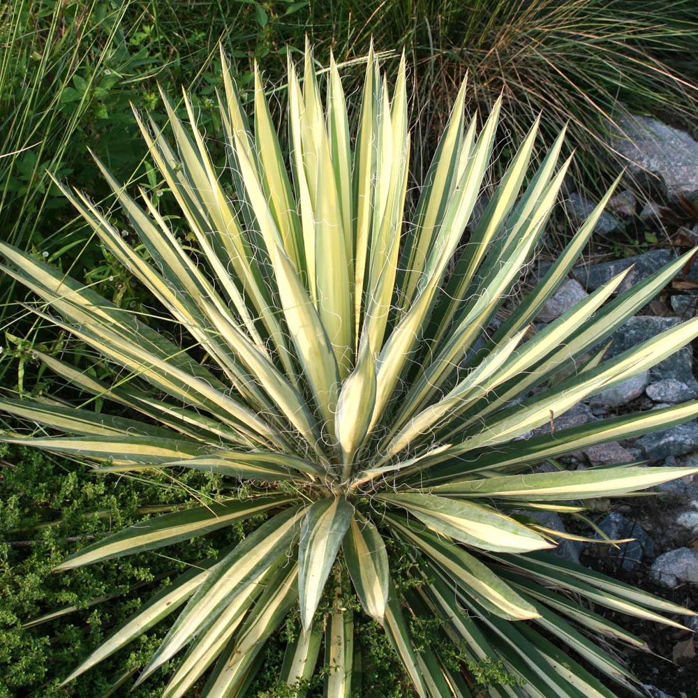 Yucca filamentosa 'Color Guard' Adam's Needle