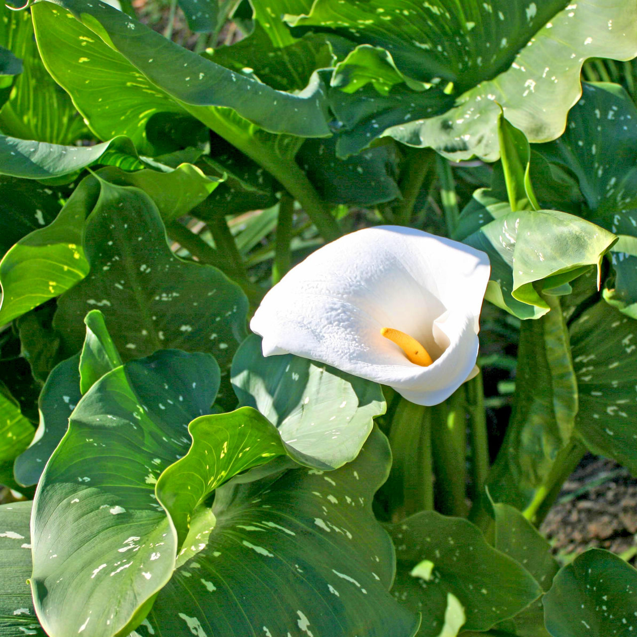 white calla lily plant care Zantedeschia aethiopica 'White Giant' Calla Lily
