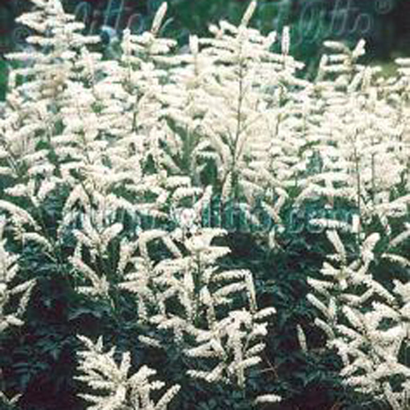 Goatsbeard Roots Aruncus 'Noble Spirit' Goat's Beard | Rare Roots