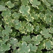 Hydrocotyle sibthorpioides Variegated Marsh Pennywort for sale