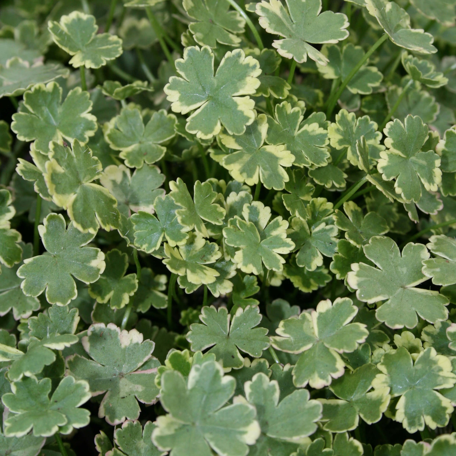 Hydrocotyle sibthorpioides Variegated Marsh Pennywort for sale