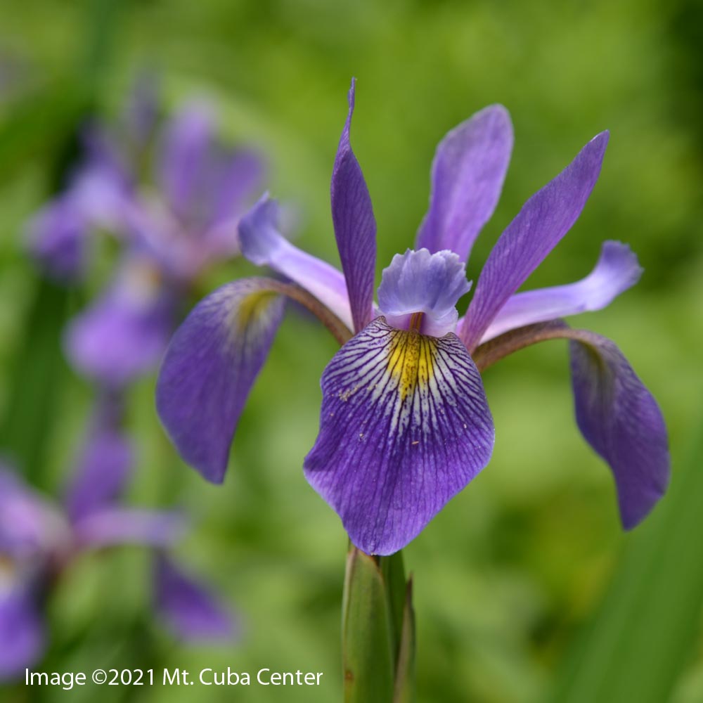 Iris versicolor 'Purple Flame' Blue Flag
