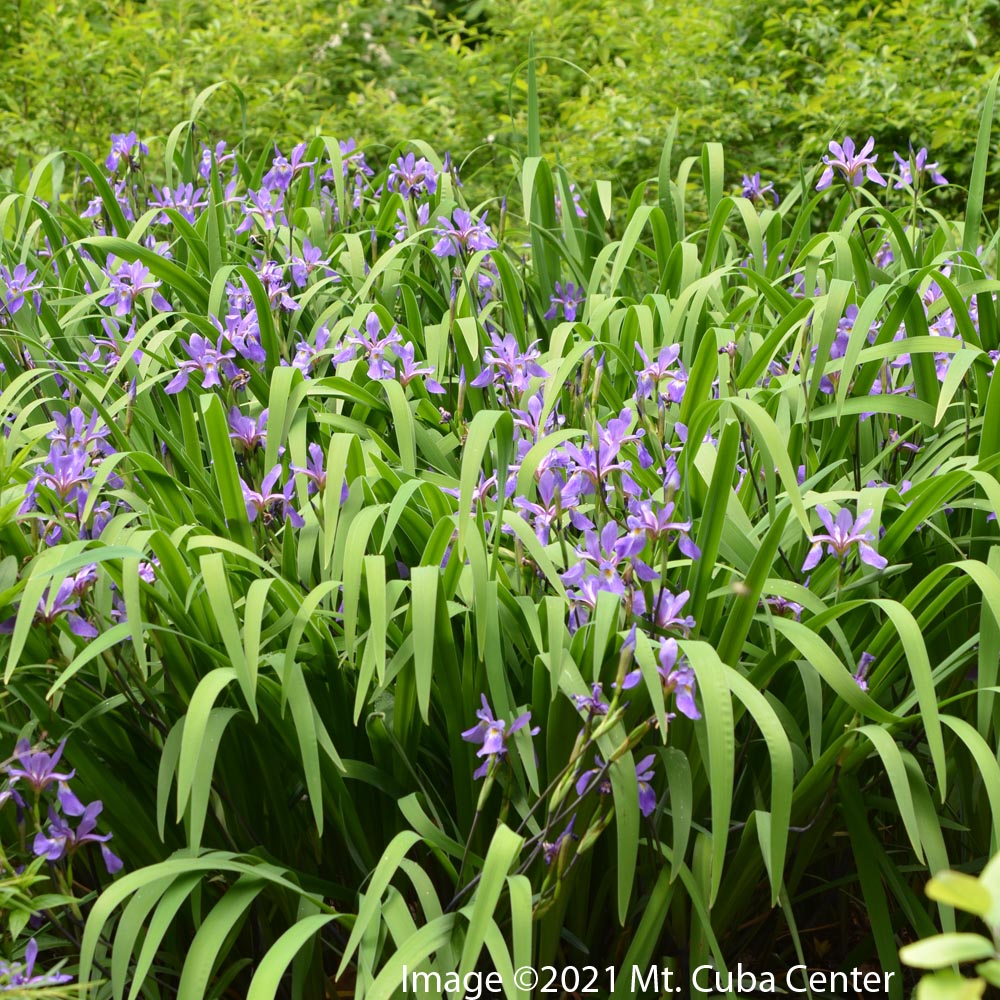 Iris versicolor 'Purple Flame' Blue Flag