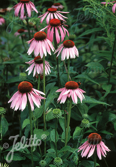 Echinacea purpurea Purple Coneflower